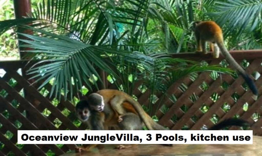 Jungle Villa Мануэль-Антонио Экстерьер фото